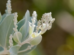 Acacia podalyriifolia