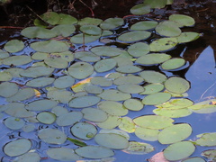 Polypedilum braseniae