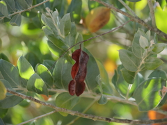 Acacia podalyriifolia