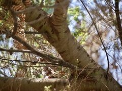 Acacia podalyriifolia