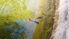 Poecilia reticulata