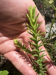 Chloanthes stoechadis