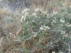 Bebbia atriplicifolia