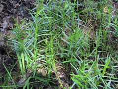 Dulichium arundinaceum