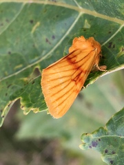 Eulithosia miaiphona