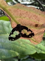 Ricanoptera fenestrata