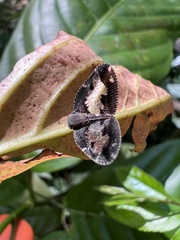 Ricanoptera fenestrata