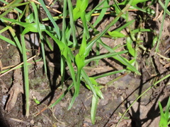 Murdannia keisak