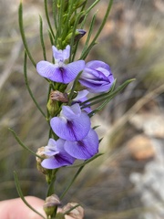Psoralea diturnerae