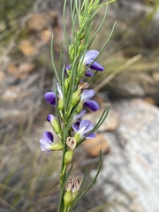 Psoralea diturnerae