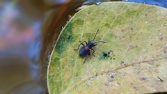 Stenomacra marginella