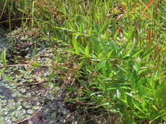 Decodon verticillatus