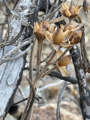 Ipomoea scopulorum