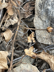 Ipomoea scopulorum