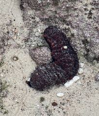 Holothuria inornata