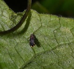 Illeis galbula