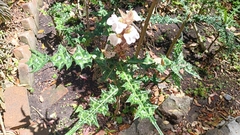 Acanthus mollis