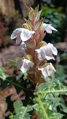 Acanthus mollis