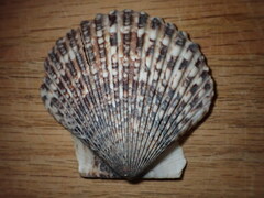 Argopecten ventricosus