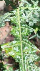 Acanthus mollis