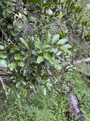 Cupaniopsis parvifolia