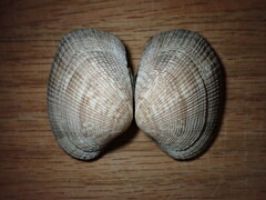 Ruditapes philippinarum