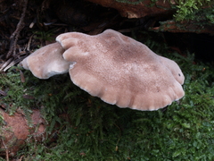 Jahnoporus brachiatus