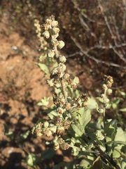 Ambrosia chenopodiifolia