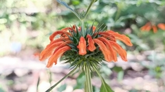 Leonotis nepetifolia