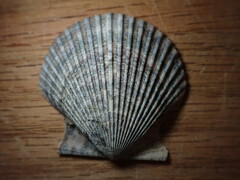 Argopecten ventricosus