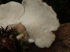 Jahnoporus brachiatus