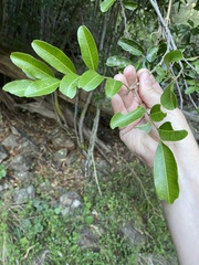 Cupaniopsis parvifolia