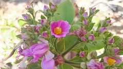 Pereskia grandifolia