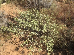 Ambrosia chenopodiifolia