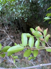 Cupaniopsis parvifolia