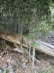 Cupaniopsis parvifolia