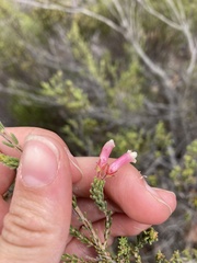 Erica versicolor