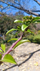 Pereskia grandifolia