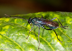 Chlorocryptus purpuratus
