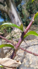 Pereskia grandifolia