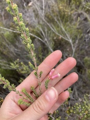 Erica versicolor