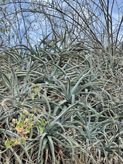 Agave capensis