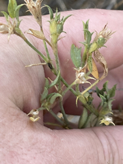 Stylosanthes viscosa