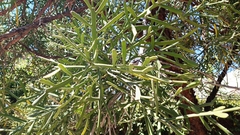 Euphorbia tirucalli