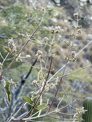 Condea decipiens