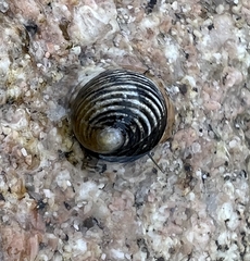 Nerita scabricosta