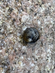 Nerita scabricosta