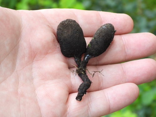 Ilgakotis elniagrybis