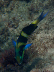 Thalassoma nigrofasciatum
