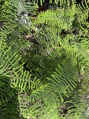 Gleichenia dicarpa